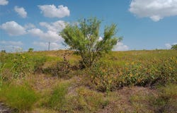 101 Scotty Ln, Liberty Hill, TX 78642
