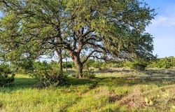 Lot 3 & 4 Vista Ridge, Round Mountain, TX 78663