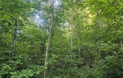 009 Tomahawk Slab Road, Saint Joe, AR 72675