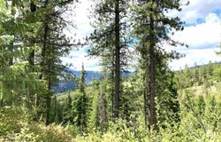 #U BUFFY LN, INCHELIUM, WA 99138