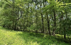 E Alpine Drive lot: 94, Terra Alta, WV 26764