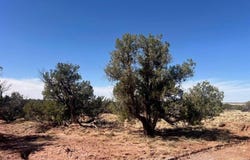 5450 County Line Road, Snowflake, AZ 85937