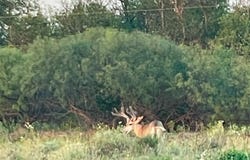 Tbd FM 1168, Paducah, TX 79248