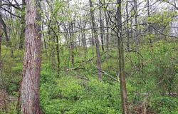 7 Hickory, GALENA, IL 61036