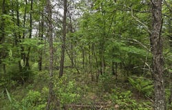 10 Acres 25th Street, Necedah, WI 54646