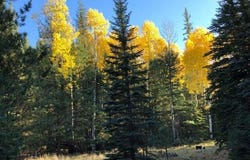 20 N1332, Greer, AZ 85927