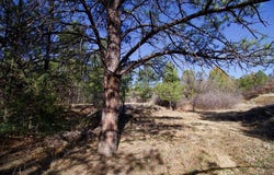 23251 Spirit Mountain Dr, Aguilar, CO 81020