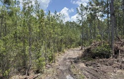 Corbitt Road lot: 7, Manor, GA 31550