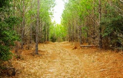 Tract 5 Festival Trail, Salley, SC 29137