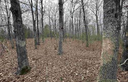 Highway 5, Mountain View, AR 72560-0000