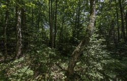 Pcl 31 MALLARD LANDING RD, Presque Isle, WI 54557