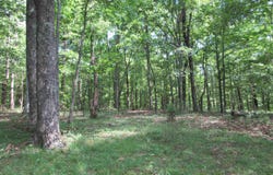 200 County Road 119, Limrock, AL 35776
