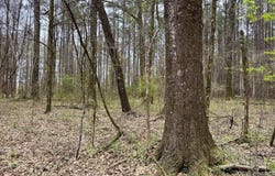 1 Robinson Road, Canton, MS 39046
