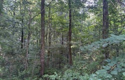 00 Tony Ave, Russellville, AL 35653