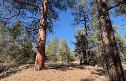 3290 W Black Oak Loop, Show Low, AZ 85901