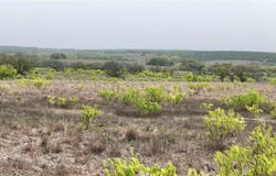 133 Live Oak Mott DR, Goldthwaite, TX 76844