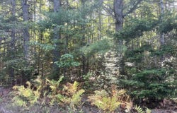 009 Morgan Bay Road, Surry, ME 04684
