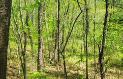 0 Highrock School Road, Blanch, NC 27212