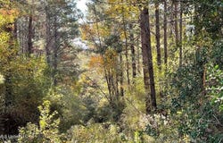 Schmidt Road, McComb, MS 39648