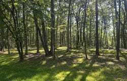 Running Deer, Crab Orchard, TN 37723