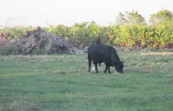NW 240TH STREET, OKEECHOBEE, FL 34972