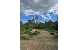 Owls 1 Blue Spruce, Chama, NM 87520