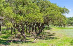 1422-20 RM 2766, Johnson City, TX 78636