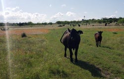 Lot 5 County Road 1255 Pitt Creek Ranch, Lampasas, TX 76550