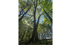 Mcfail Road, Catlin, NY 14845