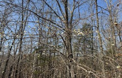 Walnut Springs Drive lot: 112, Cape Fair, MO 65624