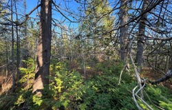Outer Drive lot: #29, Presque Isle, MI 49777