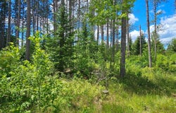 BAADE RD lot: 2, Monico, WI 54501