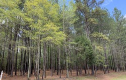 Tbd Henry Oldham Road, Bear Creek, NC 27207