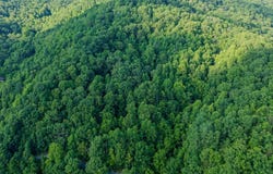 Tbd Dryfork Road, North Tazewell, VA 24630