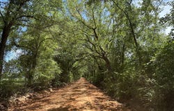 80 Ac Frost Lane, Laurel Hill, FL 32567