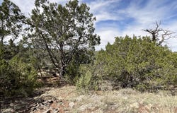 Lot 162 Forest Acres, Seligman, AZ 86337