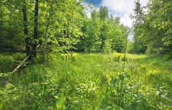 Lot 1 Wiehe Drive, Poplar, WI 54864