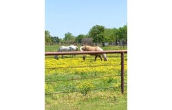 10145 Friendship Road, Pilot Point, TX 76258