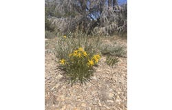 009-37G-002, Montello, NV 89830