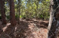 141 Hazel Avenue, Georgetown, FL 32139