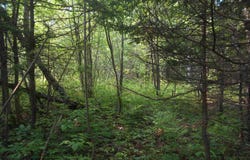 TBD Oikarinen, Hancock, MI 49931