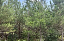 91.81 AC Brickhouse Road, Randolph, VA 23962