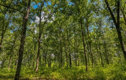 0 Peach Orchard Road, Brent, AL 35034