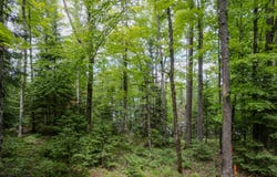 ON WAYNE DR, Presque Isle, WI 54557