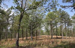 1221 Lena Ln, Oxford, AR 72565