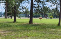 3341 Middle Road, Columbia Falls, MT 59912