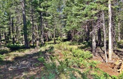 257 Jicarilla Trl, Red Feather Lakes, CO 80545