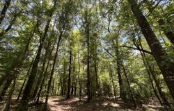 0 Cottonhill Road, Eufaula, AL 36027