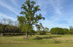 299 S Rutherford Drive, Kilmichael, MS 39747