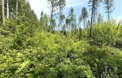TBD ROCKABYE LN, CURLEW, WA 99118
